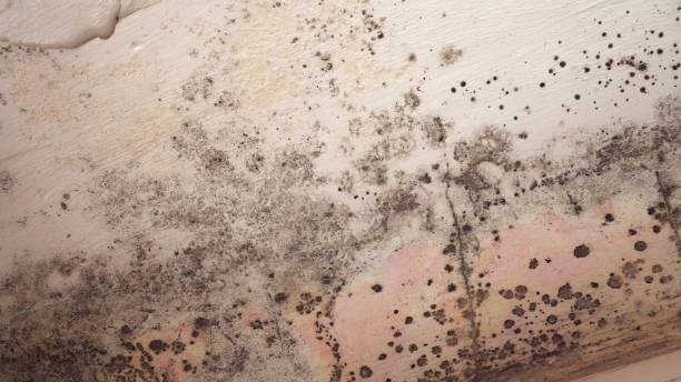 Mold Documentation for Insurance Claims in Espy, PA